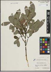 Foto von Salix appendiculata Vill.